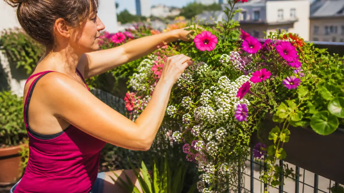 Plante retombante pour jardinière : les meilleures variétés faciles