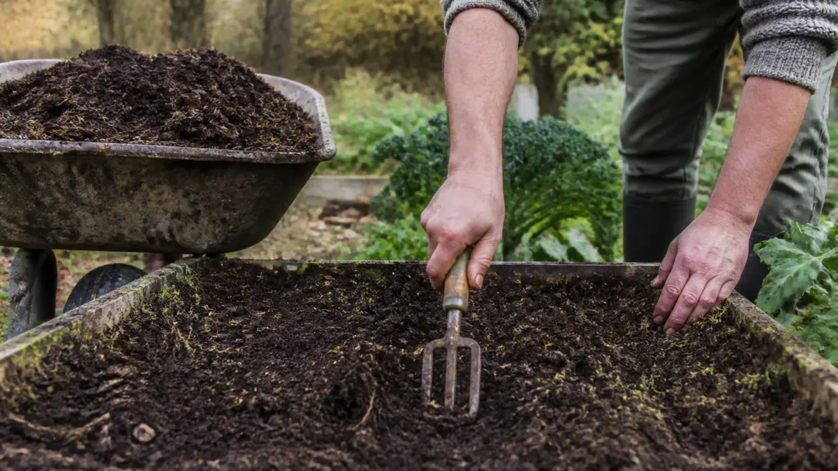 Compost au potager : quand l’apporter et en quelle quantité ?