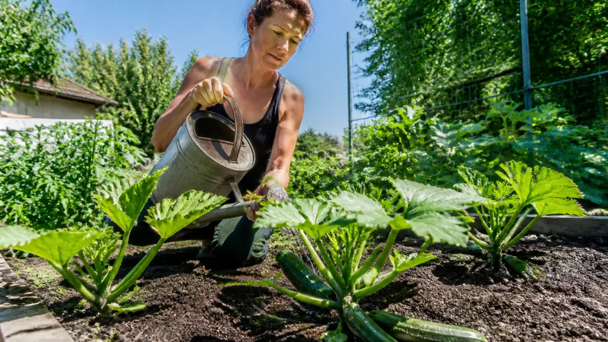 Courgette au potager : plantation, arrosage et erreurs fréquentes