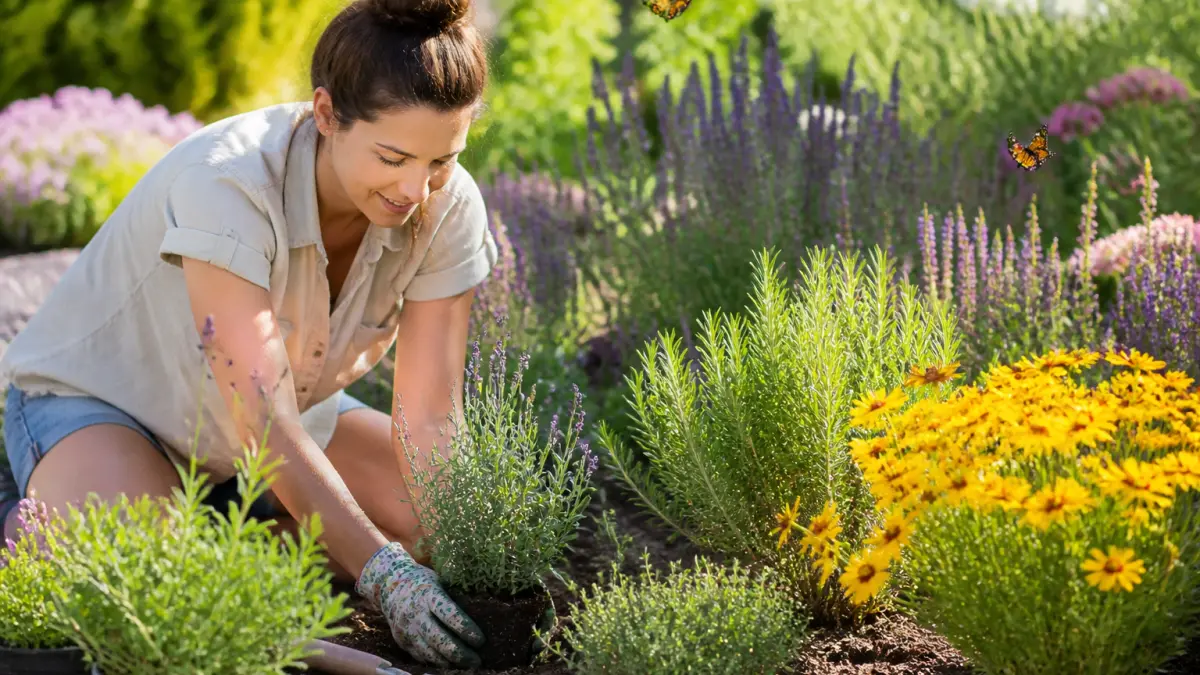Plantes vivaces soleil : lesquelles planter pour un massif durable ?
