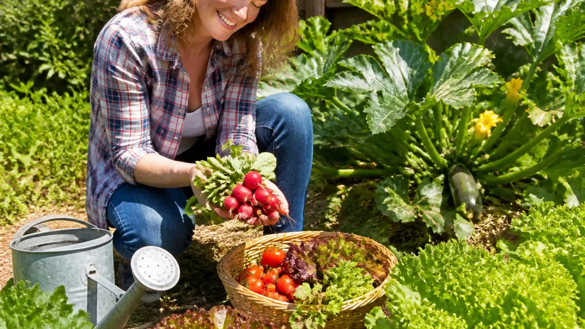 Potager facile pour débutant : les légumes qui pardonnent les erreurs