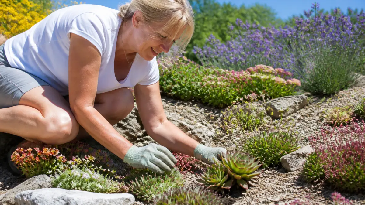 Plantes de rocaille plein soleil : les variétés qui résistent au sec