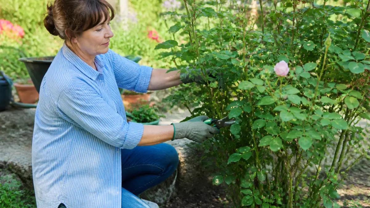 Comment tailler un rosier pour favoriser une belle floraison ?