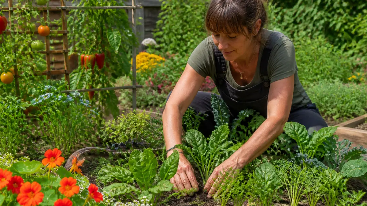 Potager en carré : que planter ensemble pour gagner de la place ?