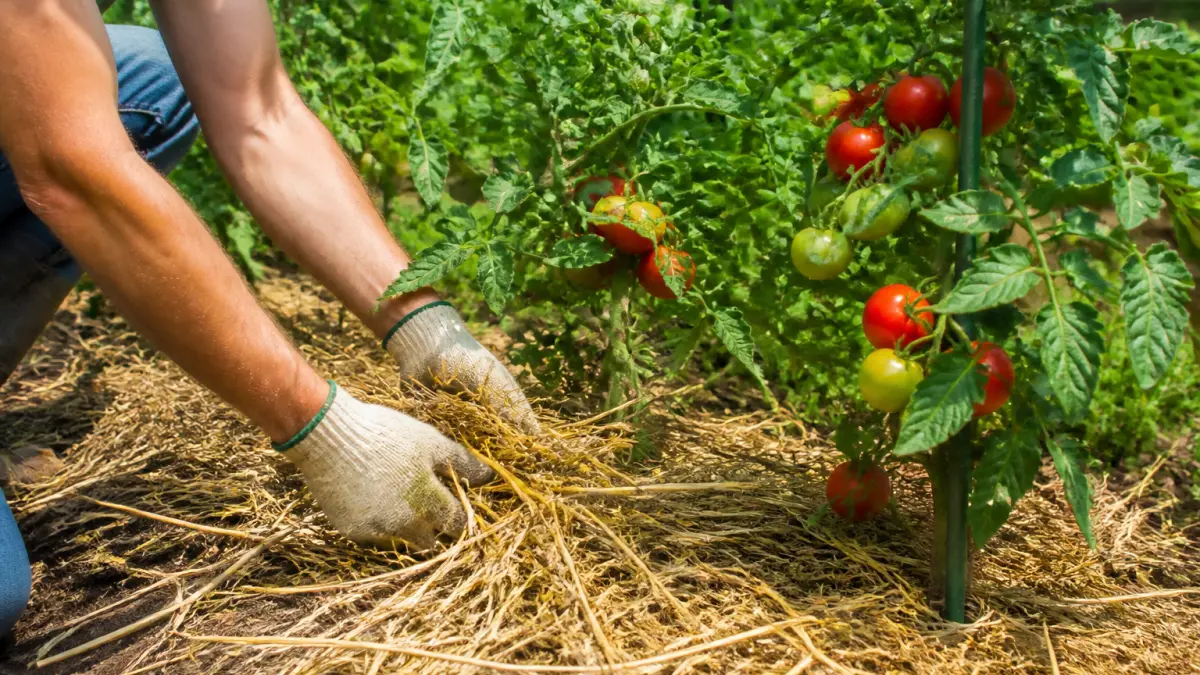 Paillage tomates : quel matériau choisir pour garder l’humidité ?