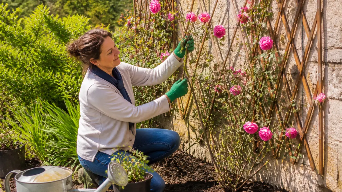 Rosier grimpant : où le planter et comment le palisser ?