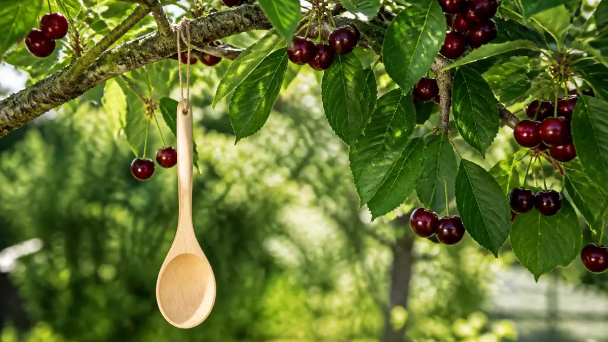 Pourquoi accrocher une cuillère en bois au cerisier en juin ?