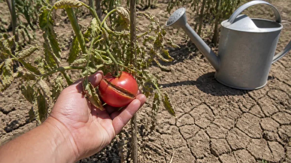 Tomates éclatées : pourquoi l'heure d'arrosage est cruciale en canicule