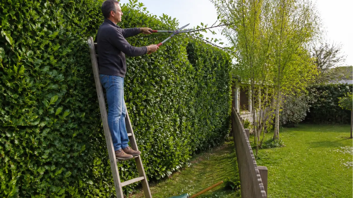 Tailler sa haie côté voisin : ce que dit la loi (et le bon sens)