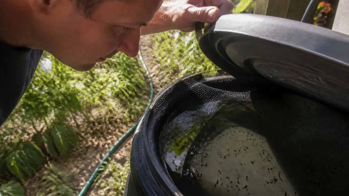 Larves de moustiques dans le récupérateur d'eau : comment les éliminer