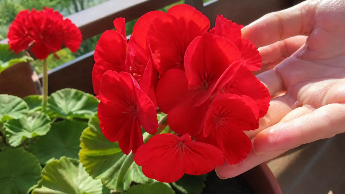 Fleurs rouges faciles : 8 variétés qui illuminent le jardin