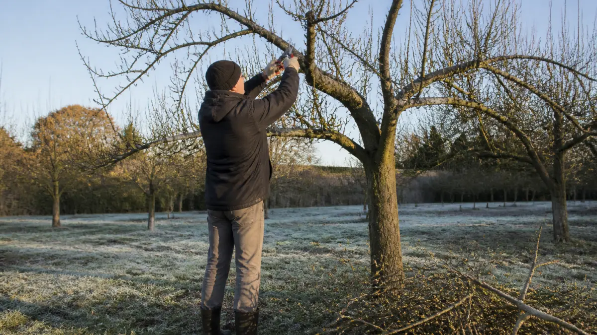 Tailler le pommier : la bonne période pour une récolte généreuse