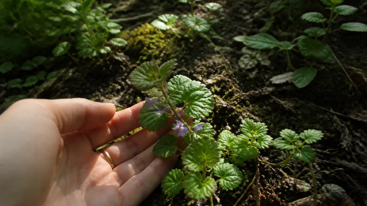 Lierre terrestre : l'allié méconnu pour un jardin en pleine santé