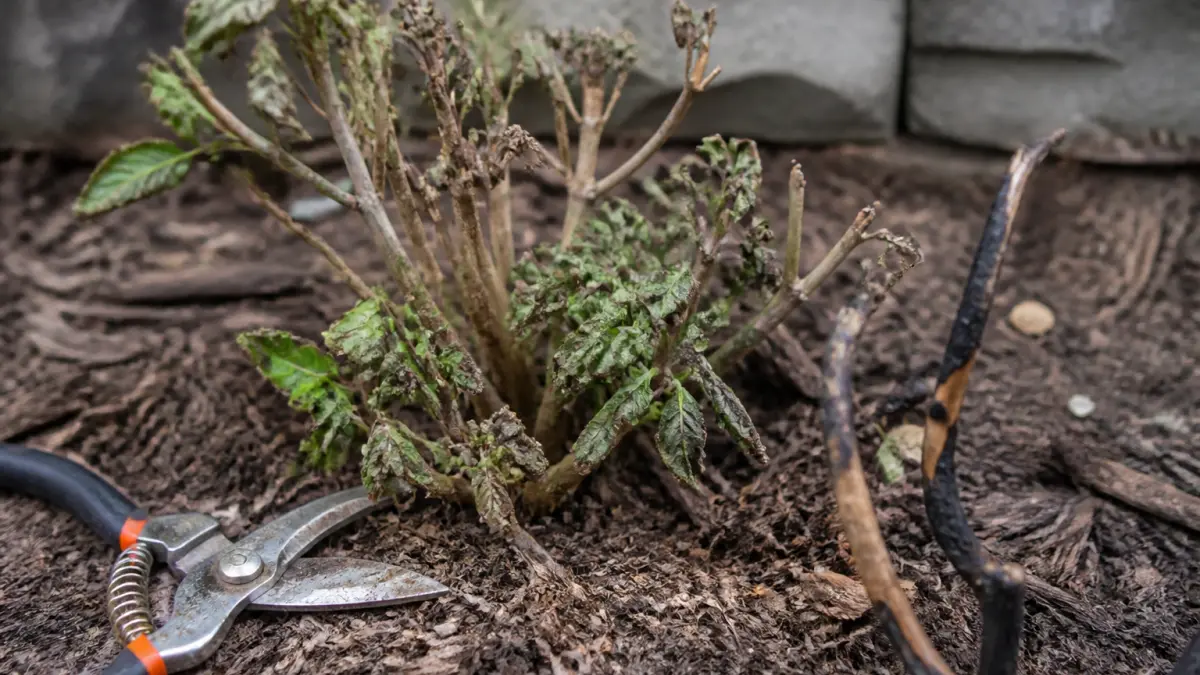Hortensia en berne : 5 causes qui expliquent pourquoi il ne pousse pas
