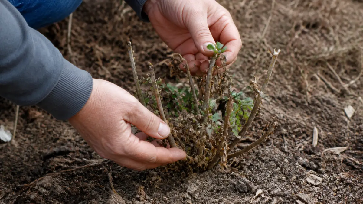 Hortensia en berne : 5 causes qui expliquent pourquoi il ne pousse pas