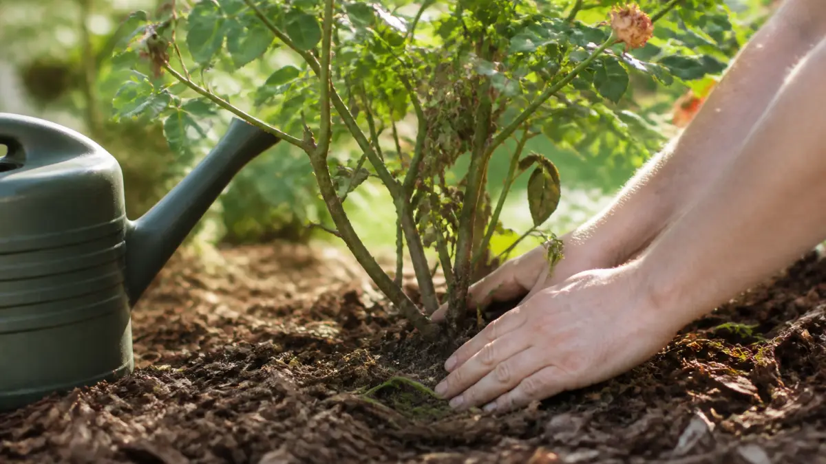 Rosiers en été : les gestes qui les aident à survivre