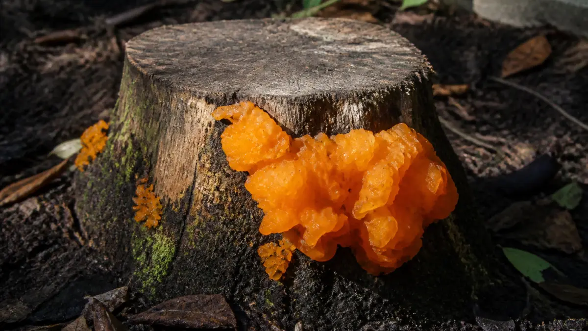 Champignon orange sur bois mort : que faire ?