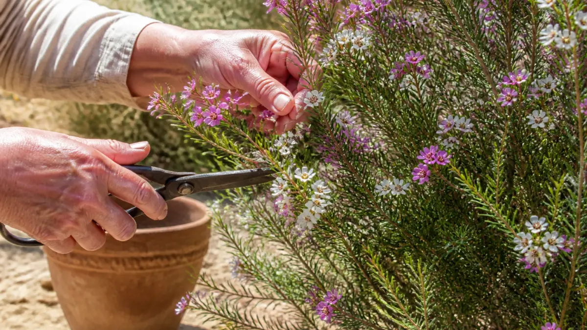 Fleur de cire de Geraldton : cultiver cette merveille australienne dans votre jardin