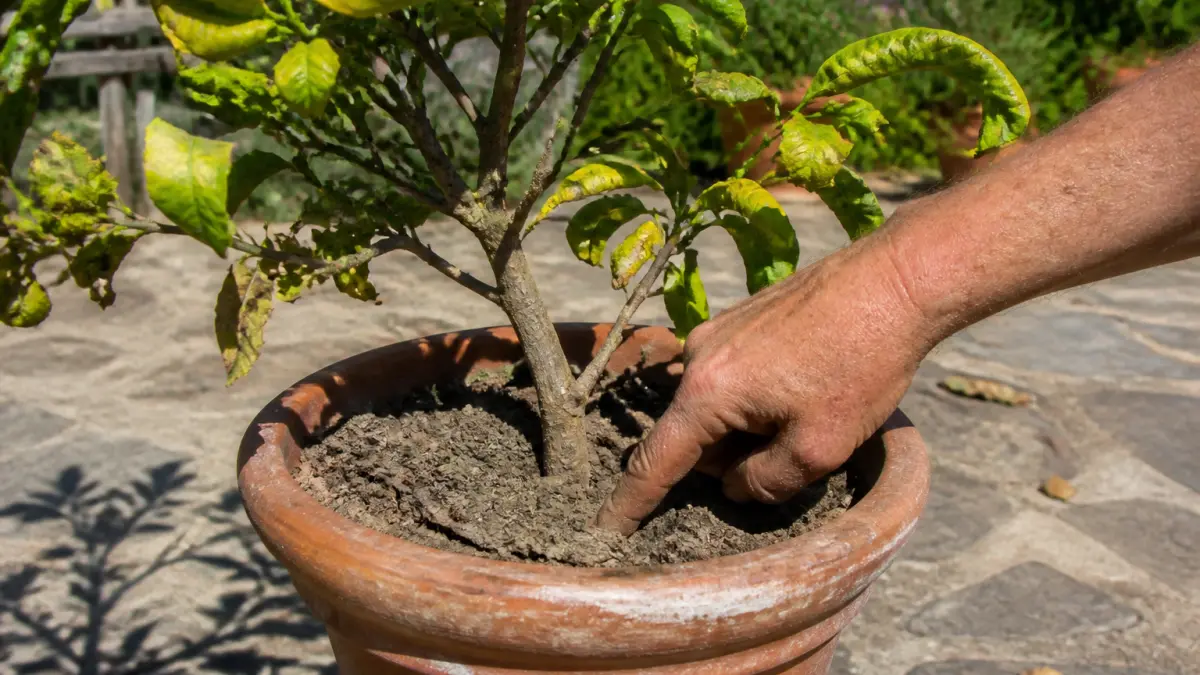 Citronnier en canicule : le bon geste d'arrosage pour éviter la chute des feuilles