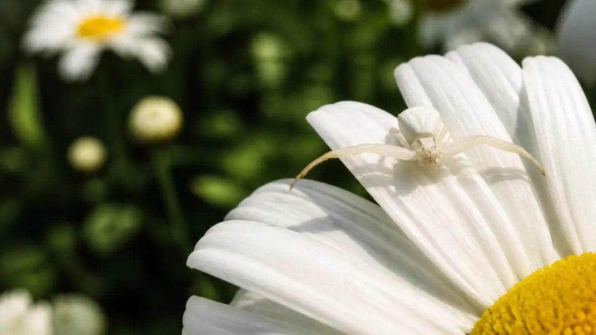 Araignée blanche au jardin : qui est la thomise ?