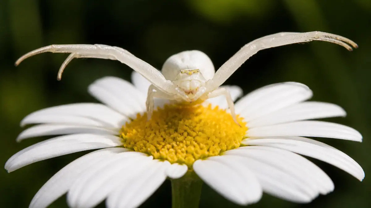 Araignée blanche au jardin : qui est la thomise ?