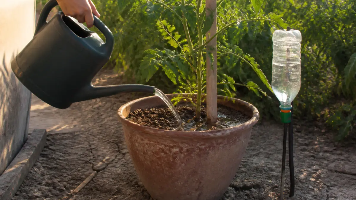 Tomates en canicule : arroser au bon endroit