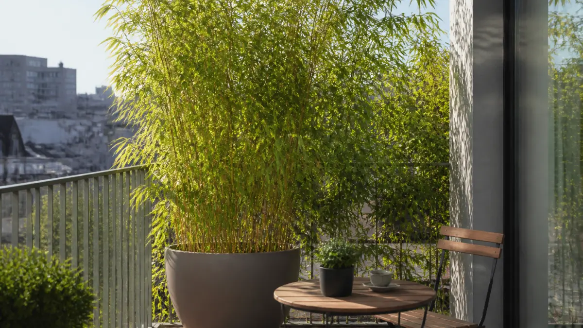 Bambou en pot : le guide pour balcon et terrasse
