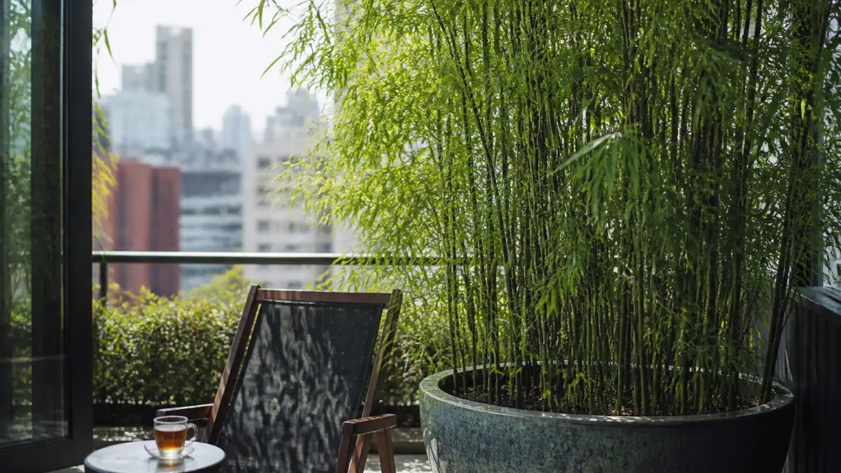 Bambou en pot : le guide pour balcon et terrasse