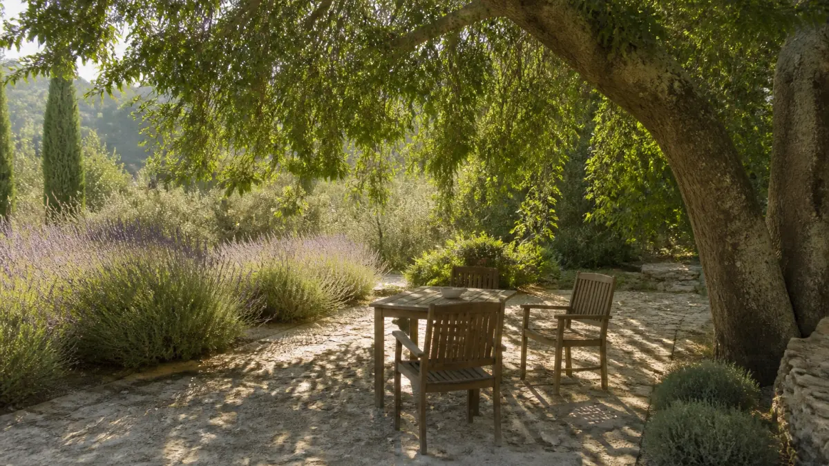 5 arbres qui climatiseront votre jardin