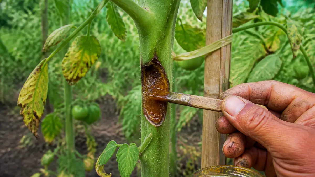 Mildiou des tomates : une méthode naturelle oubliée