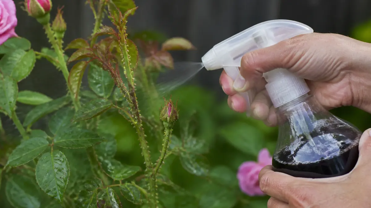 Décoction anti-pucerons : la recette qui marche sur les rosiers