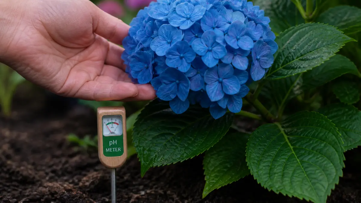 Quel pH pour des hortensias éclatants ?