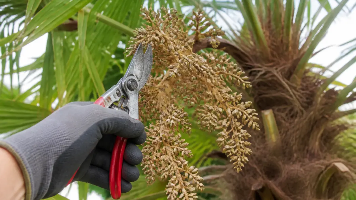 Faut-il couper les grappes de votre palmier ?