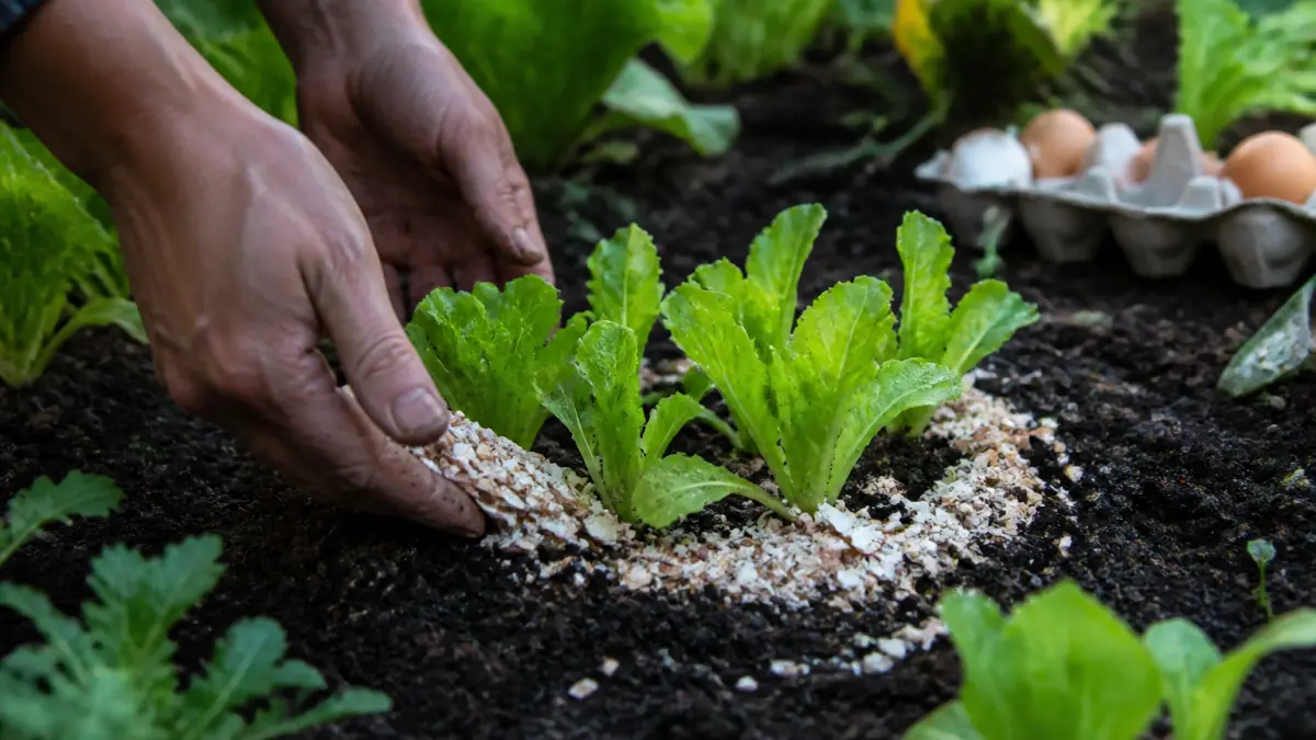 Coquilles d'œufs contre limaces : le geste qui sauve vos salades