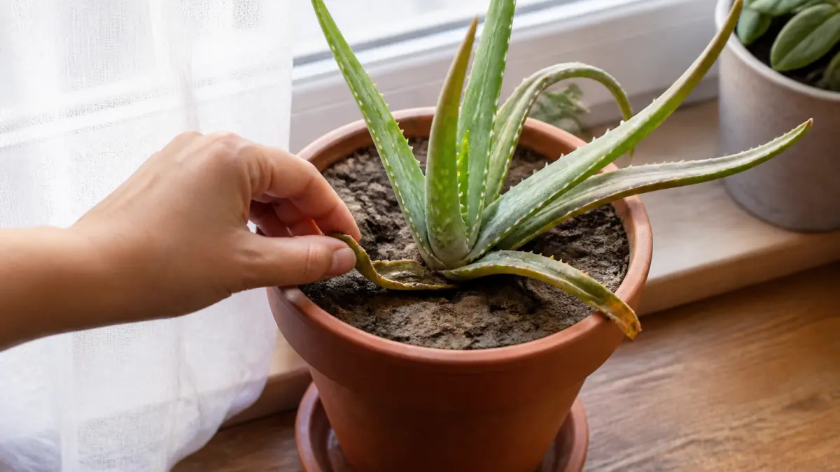 Aloe vera : arrosage, lumière et erreurs qui le font pourrir
