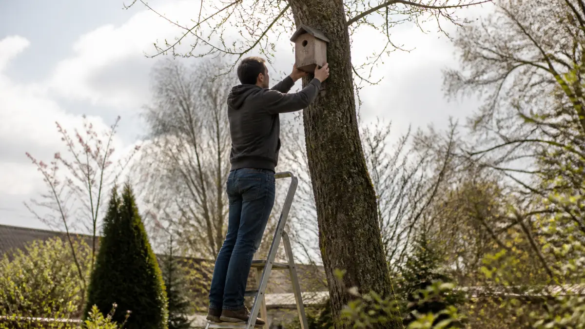 Nichoir à oiseaux : hauteur, orientation et période d’installation