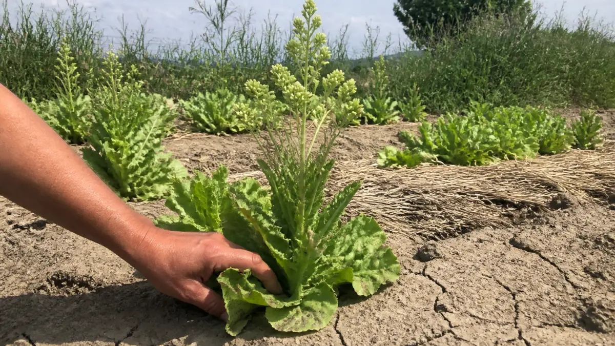 Salade qui monte : pourquoi ça arrive et comment limiter le phénomène