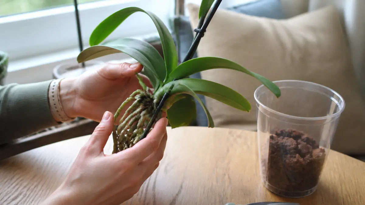 Rempoter une orchidée : le bon moment et les étapes à respecter