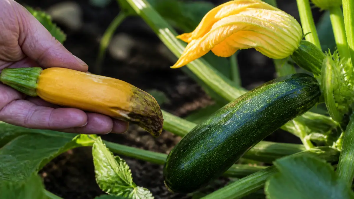 Courgettes qui pourrissent au bout : pourquoi et comment agir
