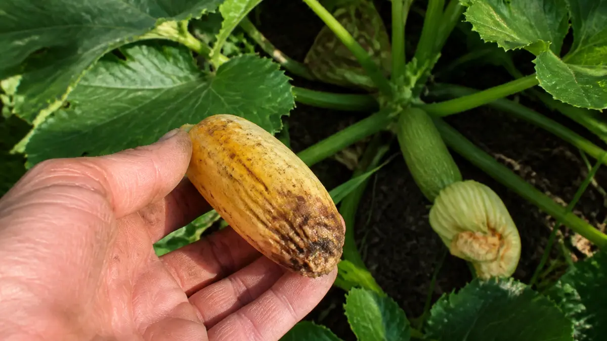 Courgettes qui pourrissent au bout : pourquoi et comment agir