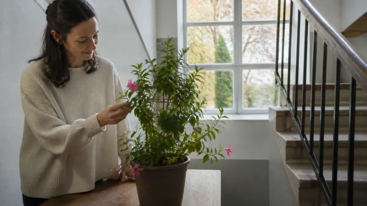 Dipladenia : entretien d’été et hivernage sans erreur