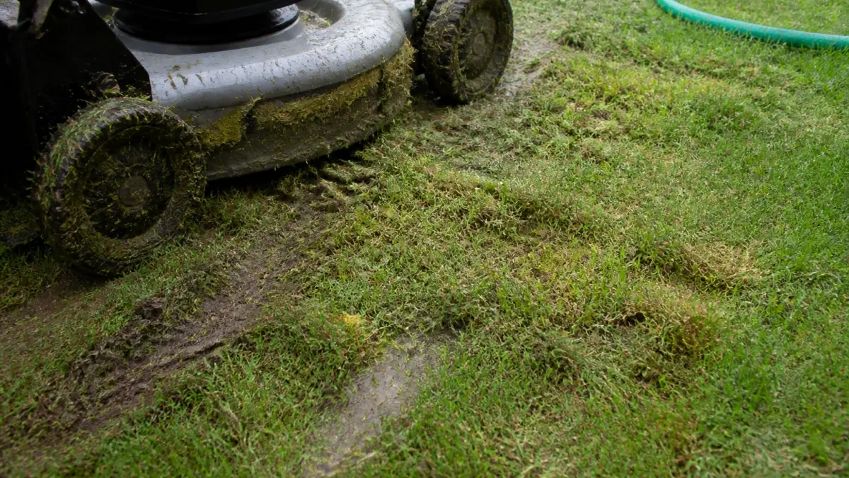 Tondre une pelouse mouillée : bonne idée ou grosse erreur ?