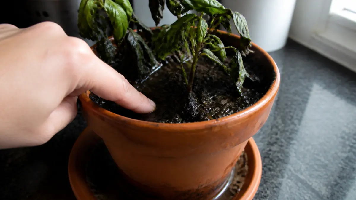 Basilic aux feuilles noires : excès d’eau, froid ou maladie ?