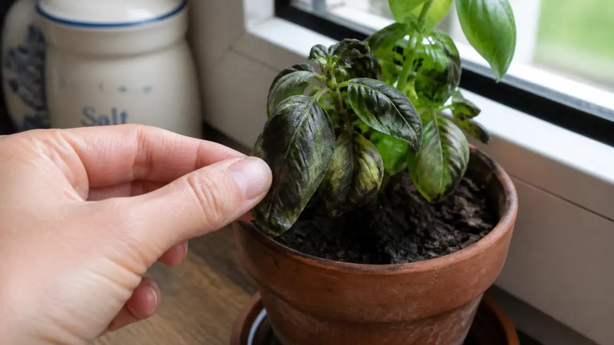 Basilic aux feuilles noires : excès d’eau, froid ou maladie ?