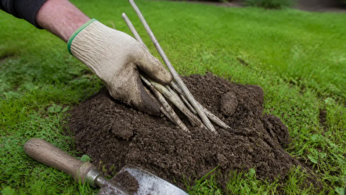 Taupes dans le jardin : les méthodes naturelles qui fonctionnent vraiment