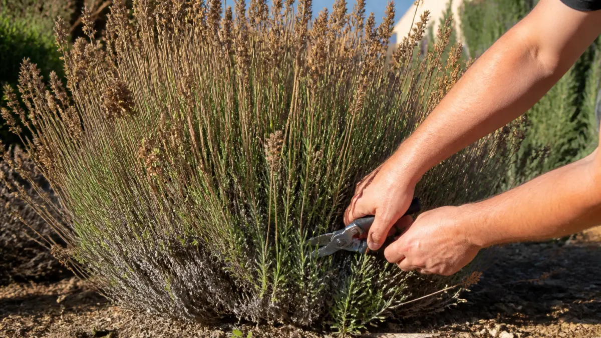 Taille de la lavande : quand couper pour garder un beau plant