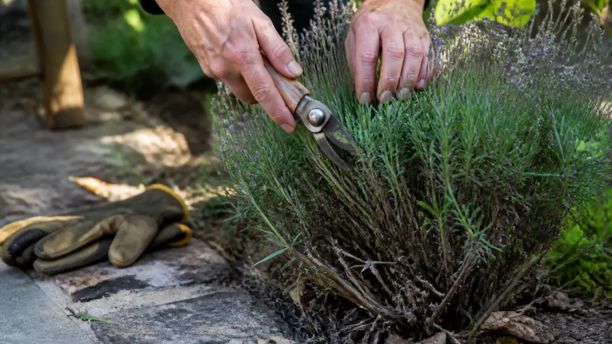 Taille de la lavande : quand couper pour garder un beau plant