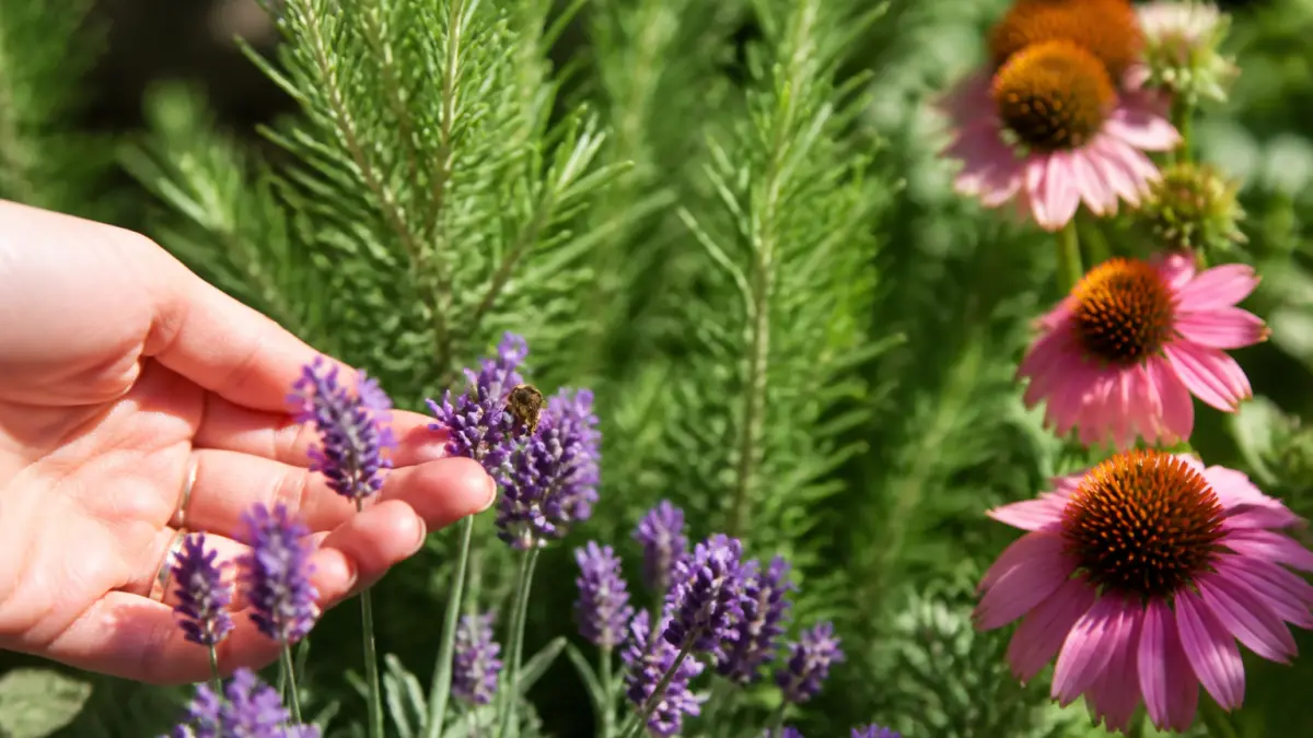 Plantes mellifères : les meilleures variétés pour aider les pollinisateurs