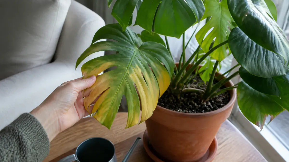 Monstera aux feuilles jaunes : causes et solutions simples