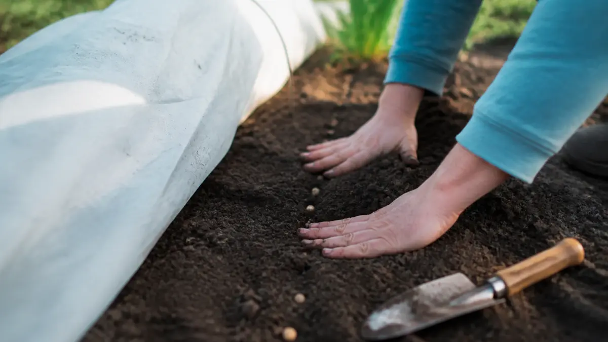 Petits pois au potager : semis, tuteurs et récolte au bon moment